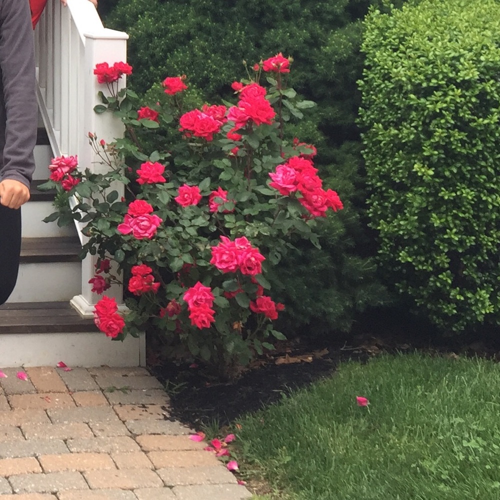 Meet your Posher, Sharon